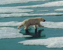 polar bear