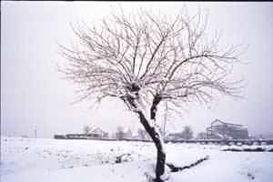 snow tree