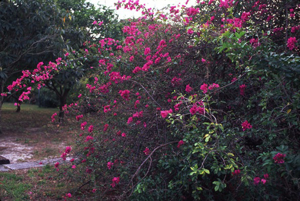 Bougeanvillea